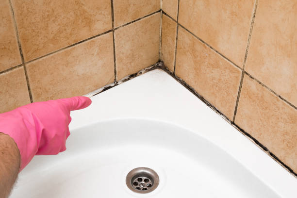 Best Black Mold Removal  in USA